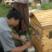 New hive technology transforms honey harvesting in Bumthang